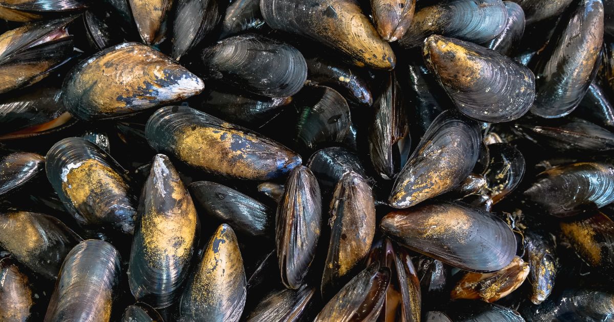 Katy's Grilled Mussels – In My Kitchen